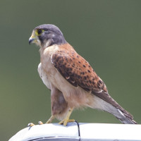 Seychelles Kestrel